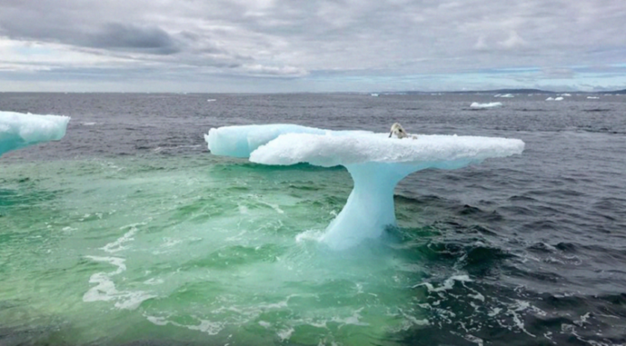 Pescadores creyeron ver una foca sobre un iceberg, hasta que vieron de cerca
