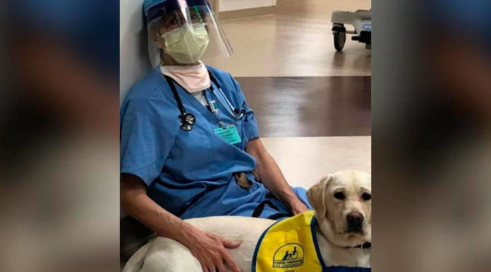 Perros de terapia ayudan a animar a los sanitarios extenuados por el coronavirus