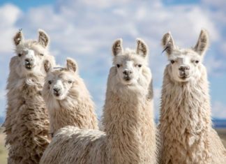 Alpacas tienen anticuerpos que neutralizan el corona virus