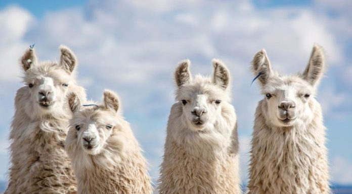 Alpacas tienen anticuerpos que neutralizan el corona virus