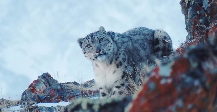 Leopardo de las nieves, especie en peligro de extinción, reaparece. Sin humanos, sintió confianza