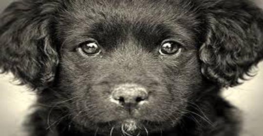 Quien tiene en su vida a un perro, tiene un ángel