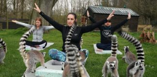 En este hotel en Inglaterra, puedes hacer yoga al aire libre con lémures