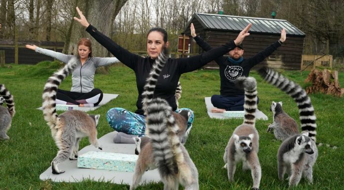 En este hotel en Inglaterra, puedes hacer yoga al aire libre con lémures