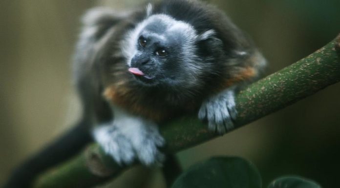 Monos tití gris juegan en los techos de Medellín durante la cuarentena