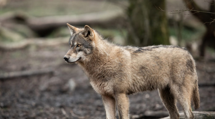 FOTO: Avistan por primera vez en más de un siglo a un lobo en el norte de Francia, tras ser considerado extinguido