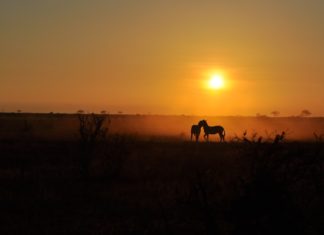 Escucha los últimos bosques tropicales del planeta: Amazonas, África y Borneo