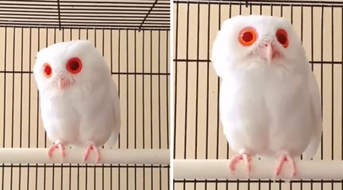 Este búho albino tiene plumas completamente blancas y ojos rojos. Solo verlo es hipnótico