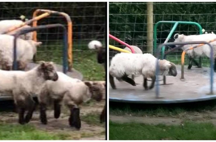 Captan a corderos jugando en parque para niños durante la cuarentena