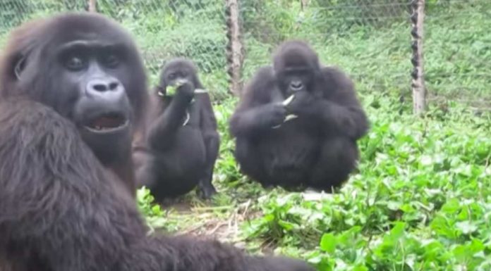 Graban, por primera vez, a gorilas salvajes ‘cantando’ mientras comen.
