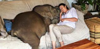 Mujer rescató a elefante bebé y ahora la sigue a todas partes