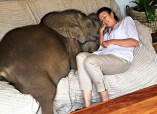 Mujer rescató a elefante bebé y ahora la sigue a todas partes