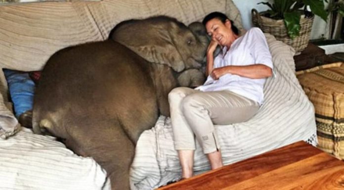 Mujer rescató a elefante bebé y ahora la sigue a todas partes