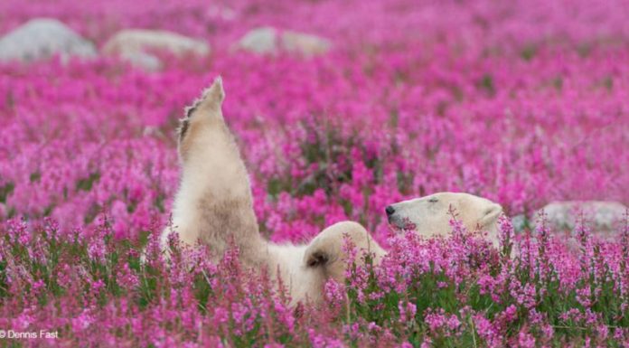 Fotógrafo canadiense captura osos polares jugando en campos de flores