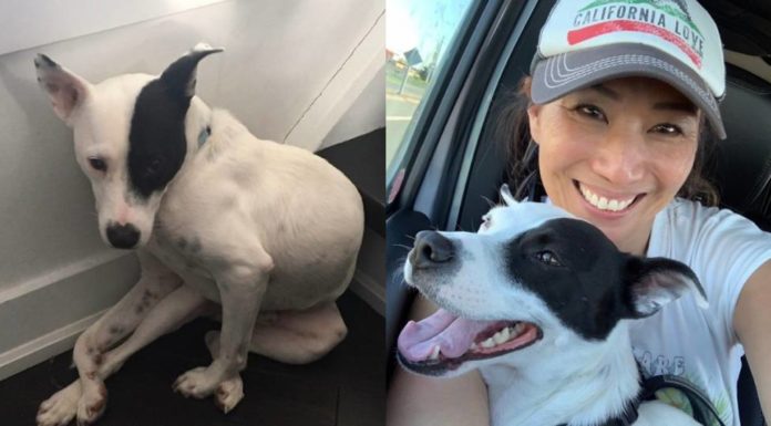 Mujer con miedo a los perros adopta a un perro con temor a los humanos