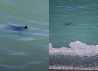 Barranco: captan a tortugas nadando en playa barranquina en medio de la cuarentena por coronavirus