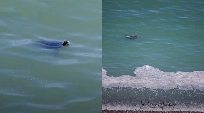 Barranco: captan a tortugas nadando en playa barranquina en medio de la cuarentena por coronavirus