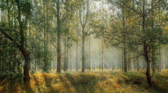 Científicos estiman cuántos árboles se necesitan para salvar el planeta