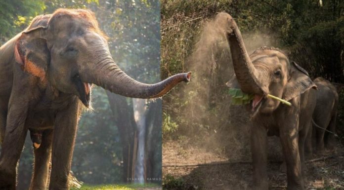 Ante La Falta De Turistas: Liberan A Más De 70 Elefantes Que Eran Forzados A Trabajar