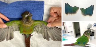 Veterinario le da nuevas alas a un perico luego de que su ex dueño se las cortara