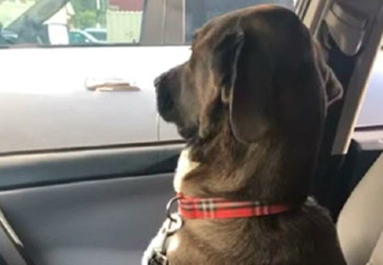 Perrito le aplica ‘la ley del hielo’ a su dueña por llevarlo al veterinario