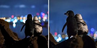 Fotógrafo captura a una pareja de pingüinos mirando el horizonte en Australia. Están reflexionando