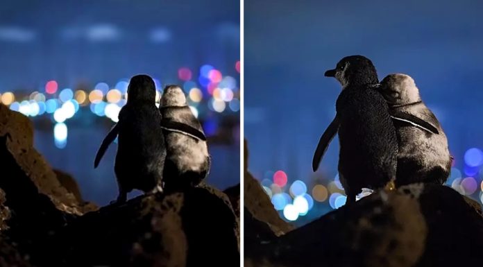 Fotógrafo captura a una pareja de pingüinos mirando el horizonte en Australia. Están reflexionando