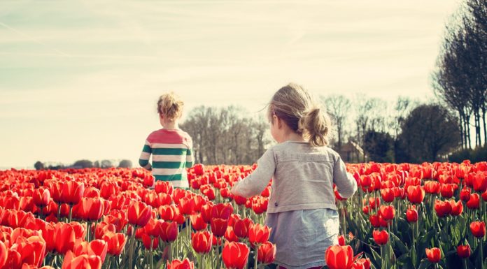 El jardín de tulipanes más famoso de Holanda ofrece visitas virtuales durante la pandemia.