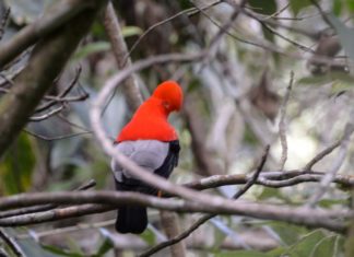 Colombia es campeón mundial de avistamiento de aves por cuarta vez