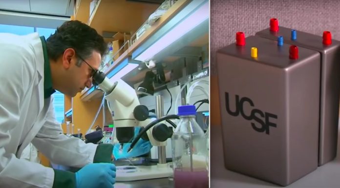 Un nuevo riñón biotecnológico podría terminar con la necesidad de análisis