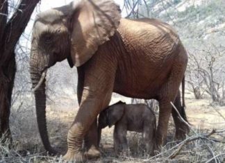 Mamá elefante regresa al refugio que la salvó para presentar orgullosamente a su cría