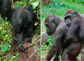 Investigadores han descubierto jóvenes gorilas destruyendo trampas en su hogar en la jungla