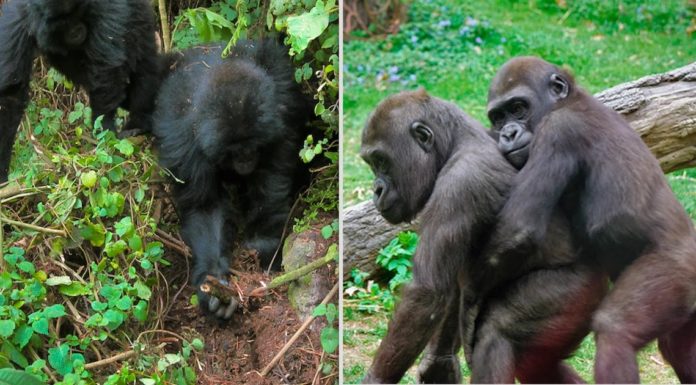 Investigadores han descubierto jóvenes gorilas destruyendo trampas en su hogar en la jungla