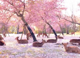 Decenas de ciervos descansan bajo los cerezos en flor en Japón