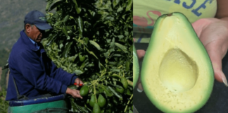 Humilde agricultor pide ayuda para vender 50 toneladas de paltas cremosas