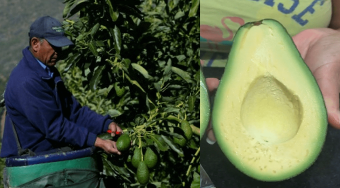 Humilde agricultor pide ayuda para vender 50 toneladas de paltas cremosas