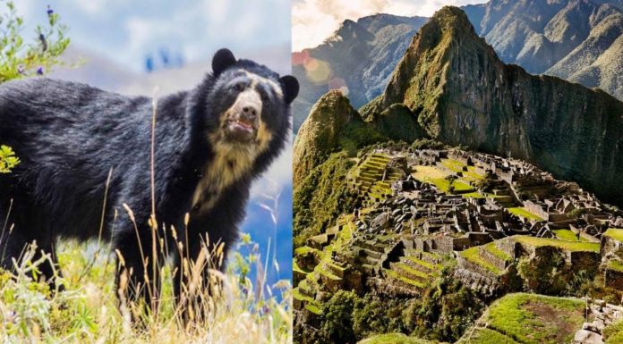 Sin Turistas, Aparecen Osos De Anteojos Paseando Por Machu Picchu