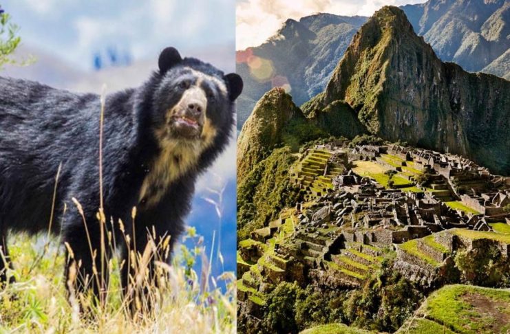 Sin Turistas, Aparecen Osos De Anteojos Paseando Por Machu Picchu