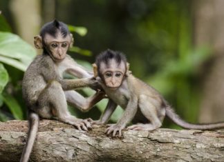 Dos monos no paraban de abrazar a su hermano y los veterinarios descubren que tiene Síndrome de Down