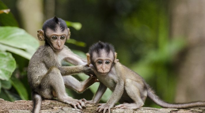 Dos monos no paraban de abrazar a su hermano y los veterinarios descubren que tiene Síndrome de Down