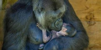 Nació un gorila en peligro de extinción y su madre amorosa no lo suelta ni un minuto