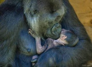 Nació un gorila en peligro de extinción y su madre amorosa no lo suelta ni un minuto
