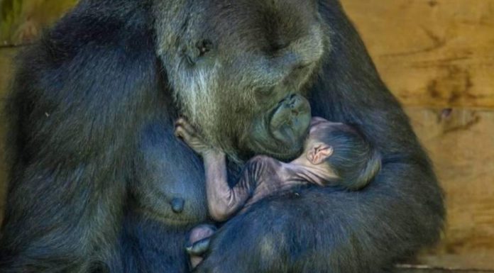 Nació un gorila en peligro de extinción y su madre amorosa no lo suelta ni un minuto