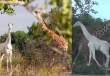 La única jirafa blanca que queda en el planeta fue fotografiada recientemente.
