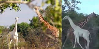 La única jirafa blanca que queda en el planeta fue fotografiada recientemente.
