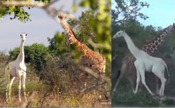 La única jirafa blanca que queda en el planeta fue fotografiada recientemente.