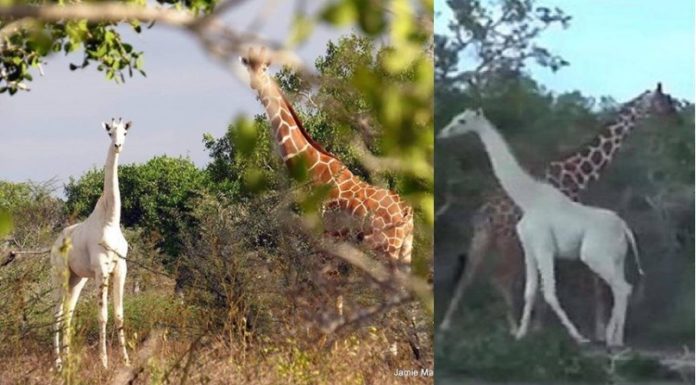 La única jirafa blanca que queda en el planeta fue fotografiada recientemente.