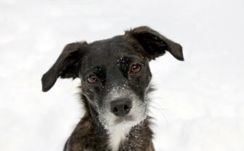 Los animales tienen el poder de hablar un lenguaje único con los ojos