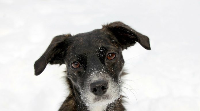 Los animales tienen el poder de hablar un lenguaje único con los ojos