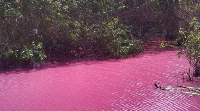 Rio rosado de San Juan de Urabá, un espectáculo de la naturaleza colombiana
